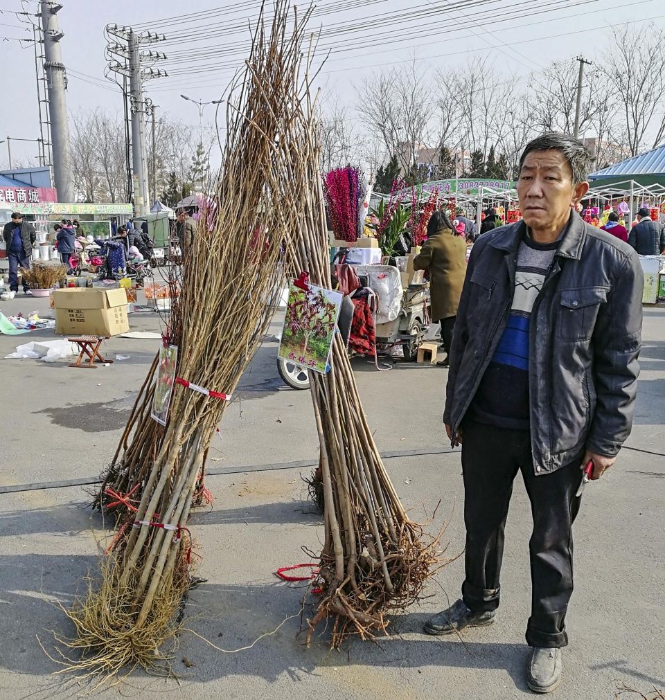 大集上有很多城里人开车来买树苗.