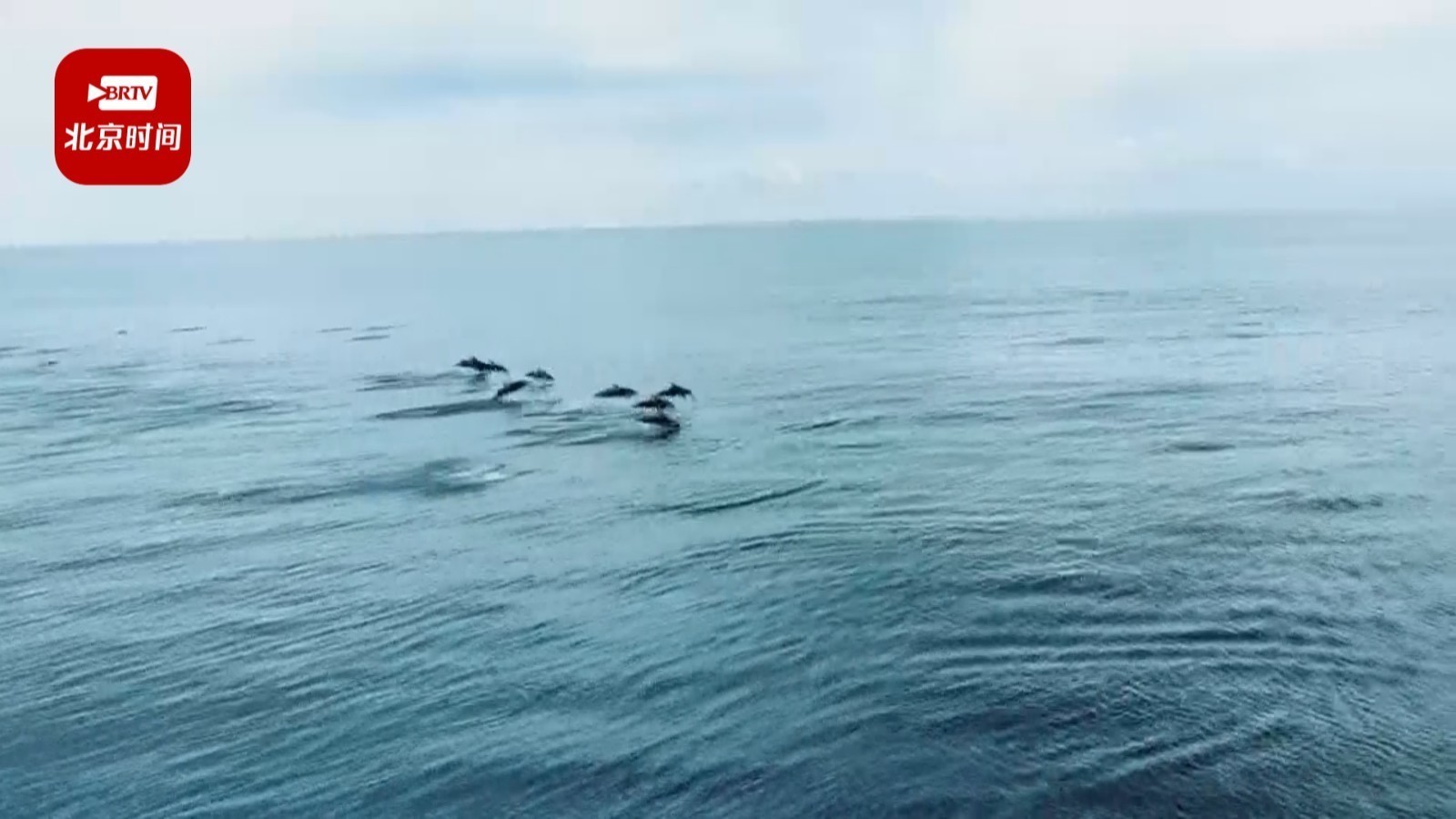 哇！海豚~海豚~海豚 节日伴航！