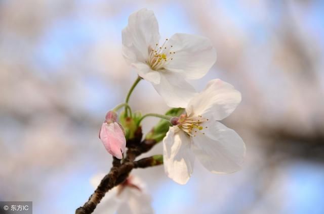 感情缘分深,分手后还能复合的二个生肖