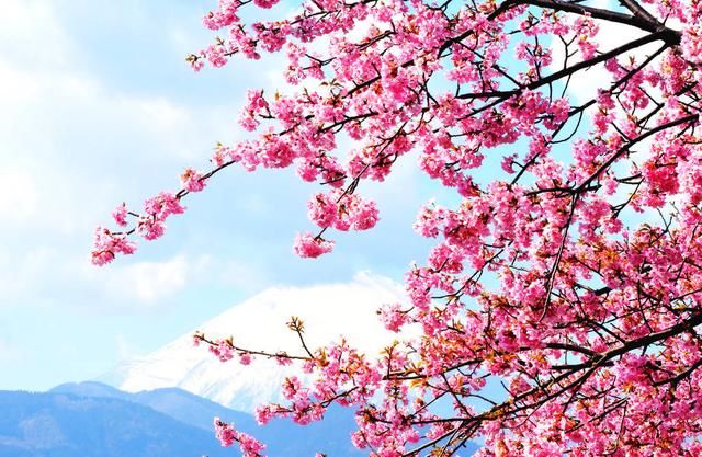 日本气象厅每年会发布樱花开花日期预测,让人们不会错过花期.