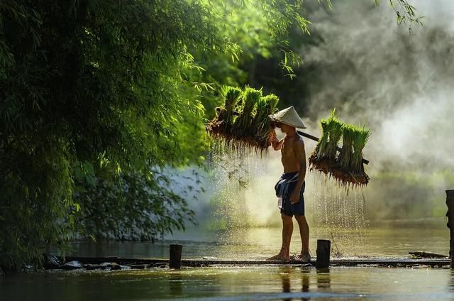农村种植中东海枣绿化苗,用好移动互联网业绩