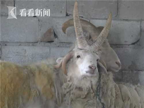 一只角犀牛你见过五只角的羊见过吗 一只角犀牛你见过五只角的羊见过吗