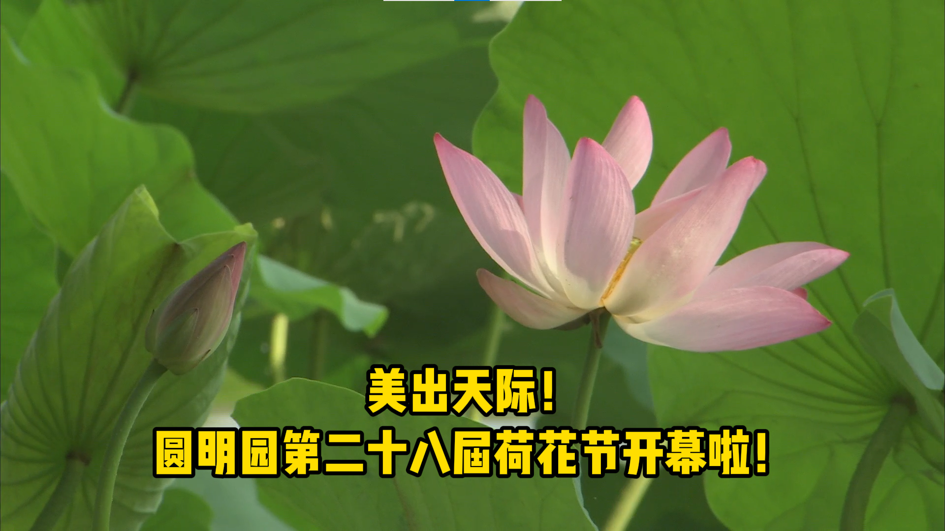 美出天际!圆明园第二十八届荷花节开幕啦! 美出天际!圆明园第二十八届荷花节开幕啦!