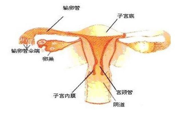 不用傻傻的等预产期,怀孕后医生说这个部位消失就是要生了