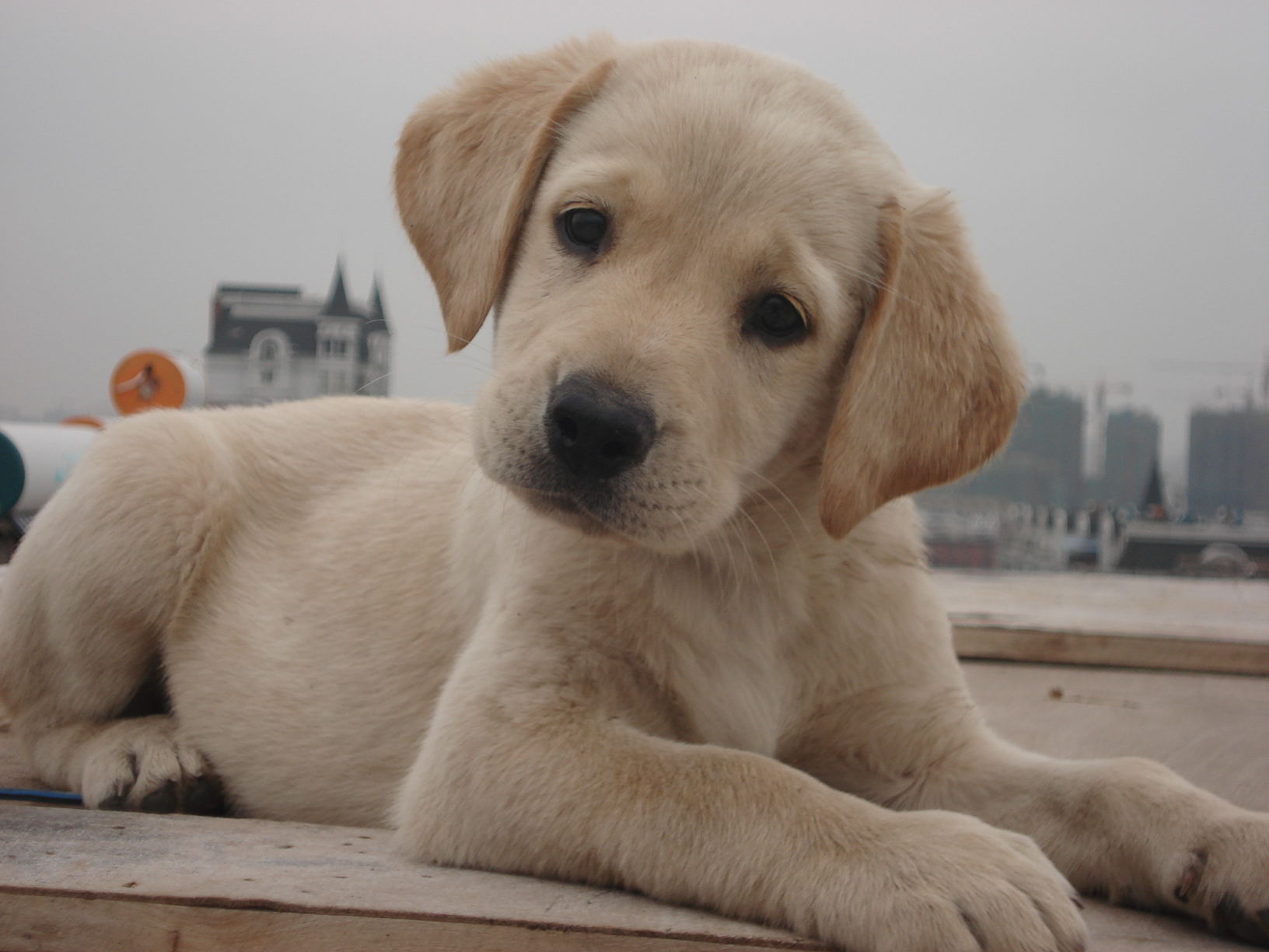 印度人最喜欢的9大犬种,和中国有什么不同?