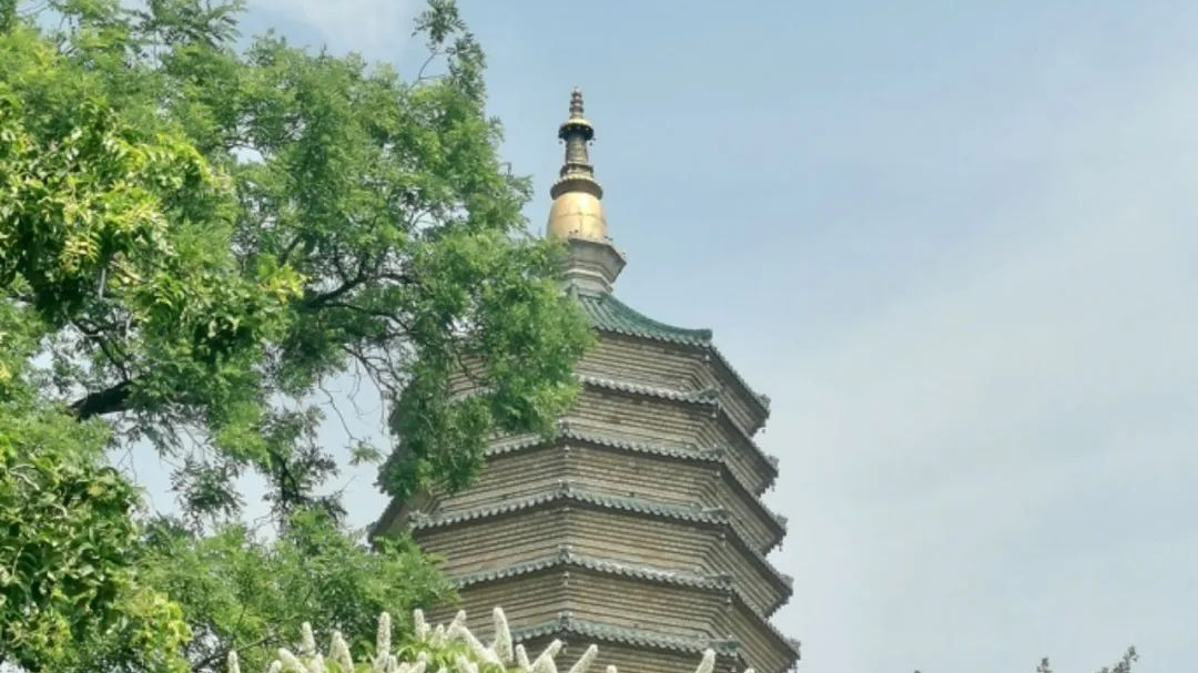 古树系列 | 腊八节与七叶树