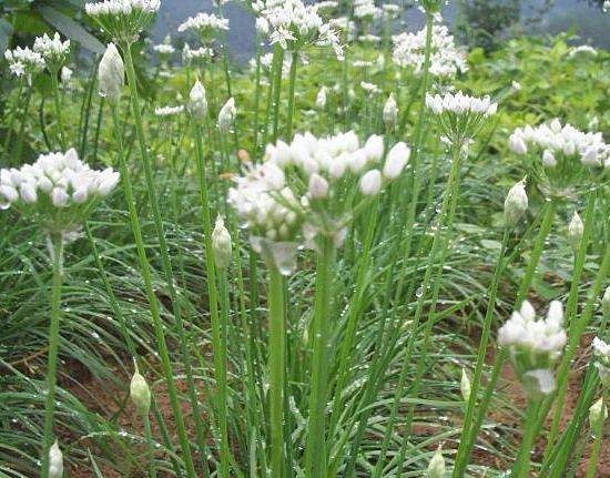 韭菜子枸杞泡酒的功效99%的人都不知道