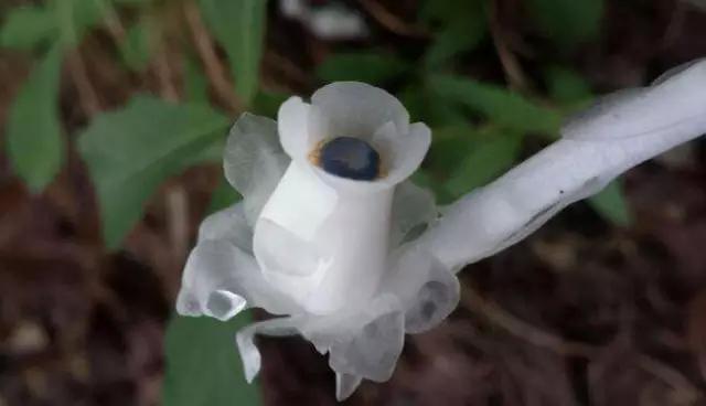 宁波现罕见"幽灵草" 武侠小说称它能起死回生