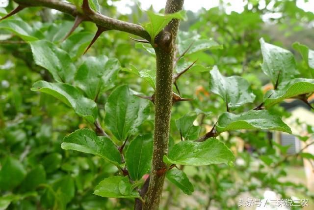 农村这树全身长刺,农民用它来"防贼",根,果还能止血消肿