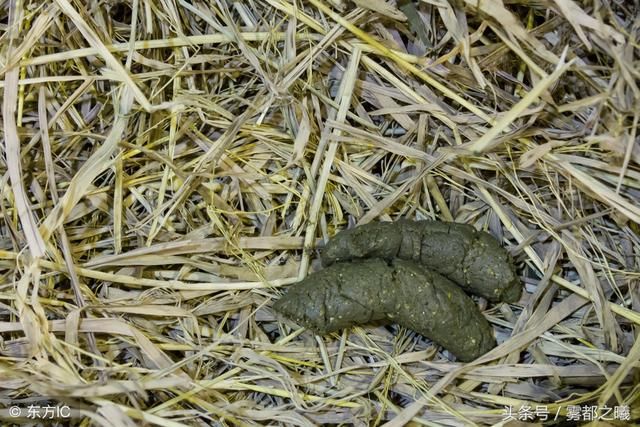 小日本金餐粒: 日本最贵美食-黄金大餐。