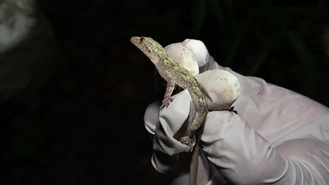 身边的多样生物⑬丨拥有两项“超能力”的无蹼壁虎