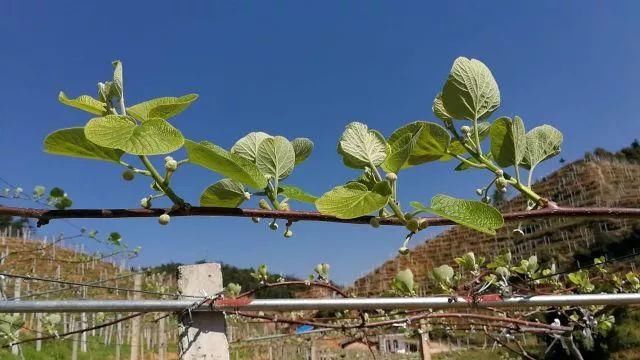 4月管理不好,猕猴桃不开花!及时关注猕猴桃4月
