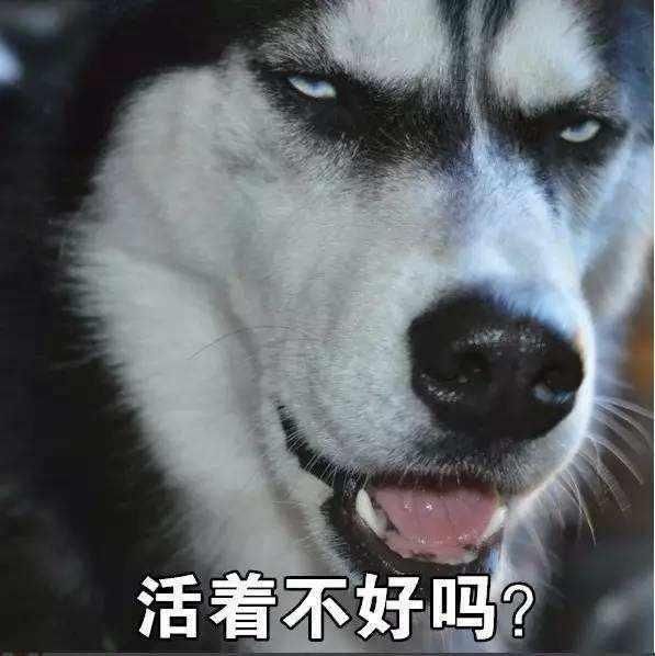 自从养了二哈后,网友:活着不好吗