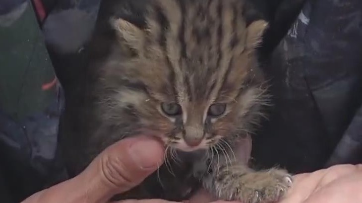 懵！居民家门口捡到一只“猫”，没想到竟是国家二级保护动物！