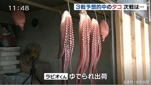 准确预测世界杯上日本赛胜负的章鱼 惨遭宰杀