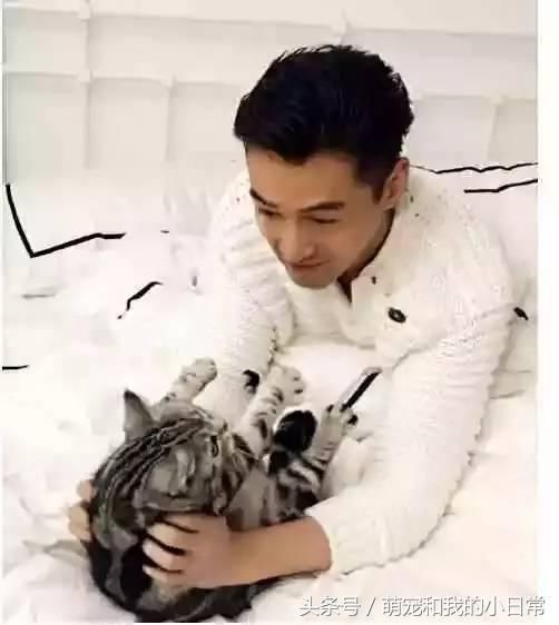 杨幂的橘猫,胡歌的虎斑猫,刘亦菲的布偶猫,都没