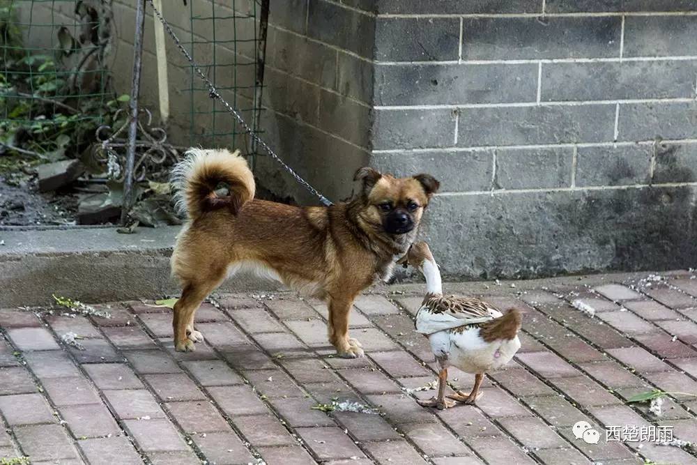 老汉"架"鸭牵狗去晨练!被拴住的狗狗愤怒了.