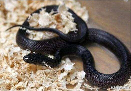 怀孕九月,梦见黑蛇缠身,起床后赶紧跑去厕所,起