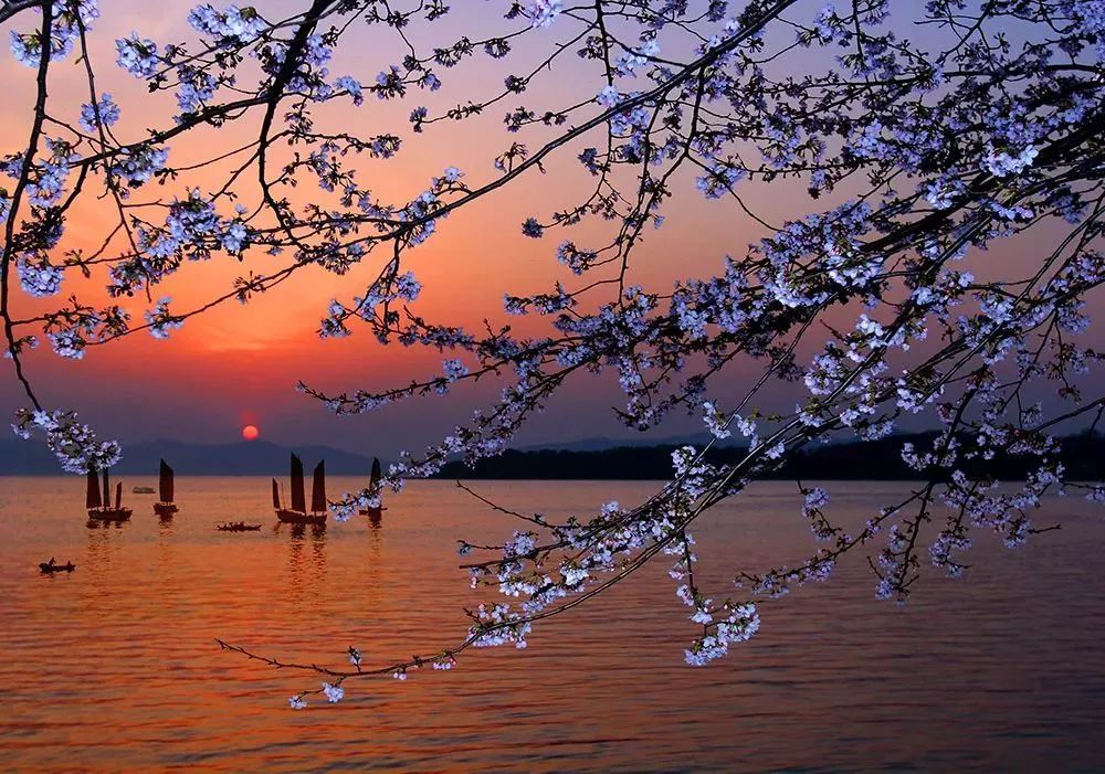 滨湖湿地公园樱花谷图片