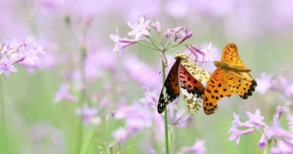 梁祝该化何种蝶