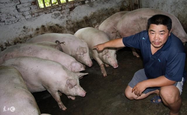 专家对2018养猪业发展前景分析:没有钱和前,不