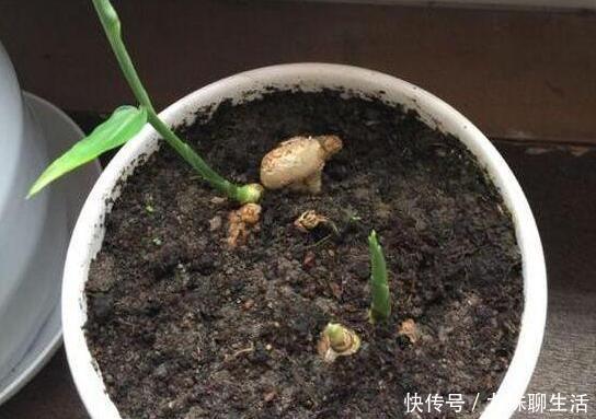 家里阳台种姜,只需简单几招,收获的姜一年都吃