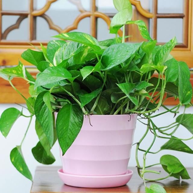 绿萝最适合用这种水浇,不黄叶长得好,叶子绿油