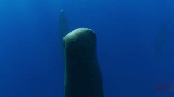 哇~~你知道抹香鲸睡觉的姿势是什么样吗?↓ 哇~~你知道抹香鲸睡觉的姿势是什么样吗?↓