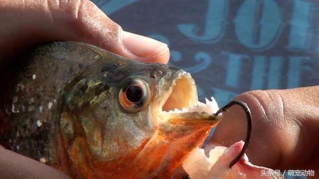 食人鱼为何没称霸亚马逊河流 因为那有种它近不了身的天敌 雪花新闻