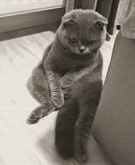 不让猫咪进卧室,主子坐地耍赖怨妇脸:不开心,快哄我