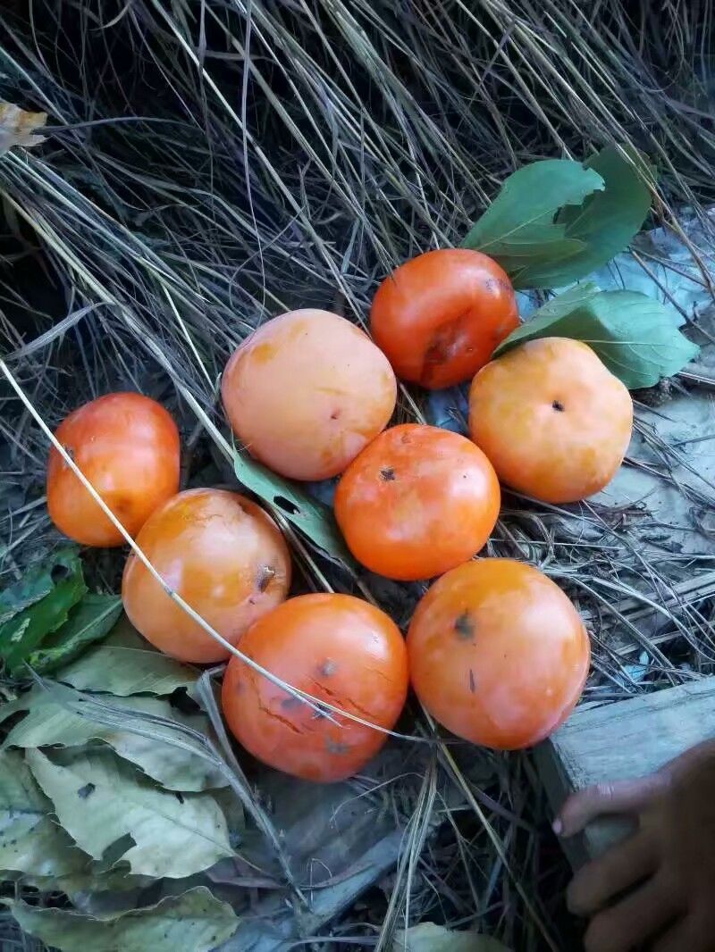 农村有种很多这样的水果,熟了没几个人摘,吃不完的成为猪的美食