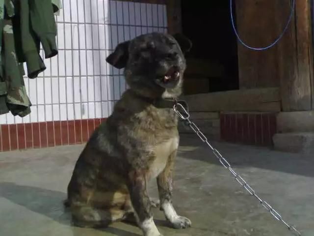 小灰,部队解散了,你该何去何从!武警森林黄金水