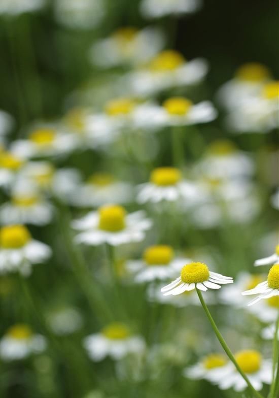 15种让蚊虫远离你家的顶级驱虫植物 种上后家