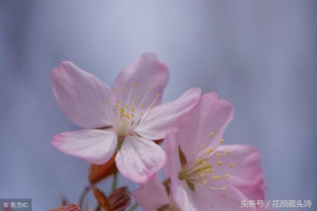 感悟藏头诗(烟花虽炫 转瞬即逝 人生虽美 弹指