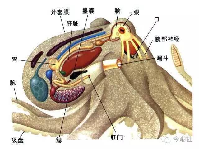 鱿鱼的内部解剖图图片