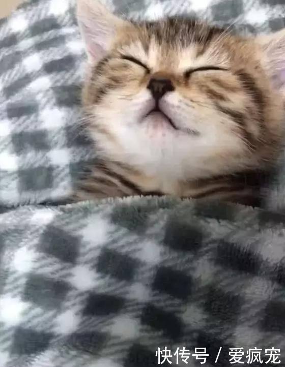 小奶猫在呼呼大睡,主人掀开它的被子后,愣住了,网友:正经猫!