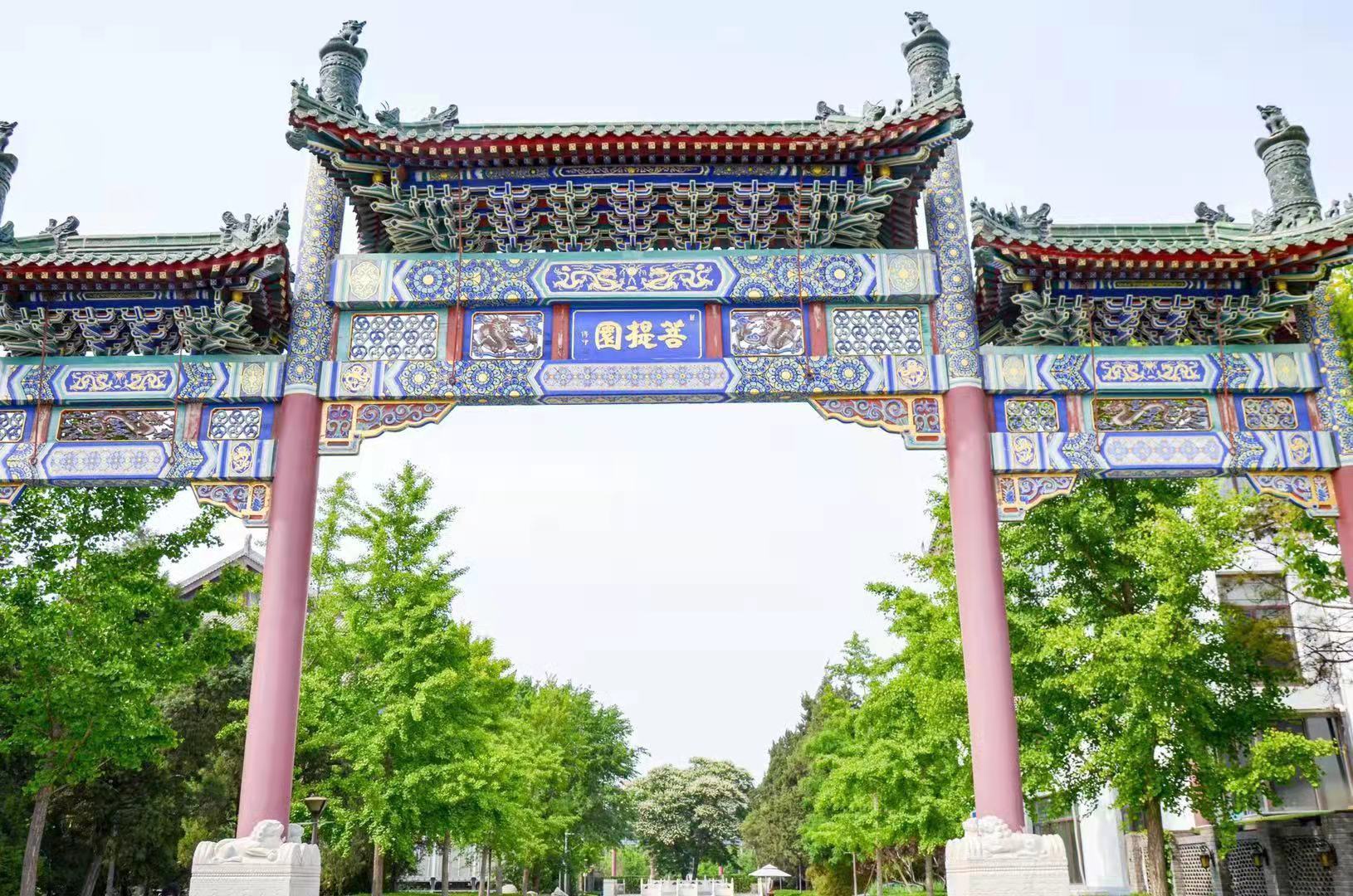 罕见300年菩提古树开花 北京市内仅此一株