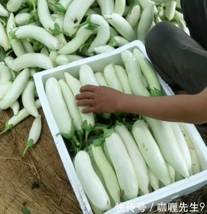 农民树上种植的萝卜一斤10元,亩产5000斤,年