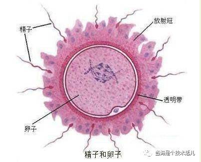 生殖腔和成结图片