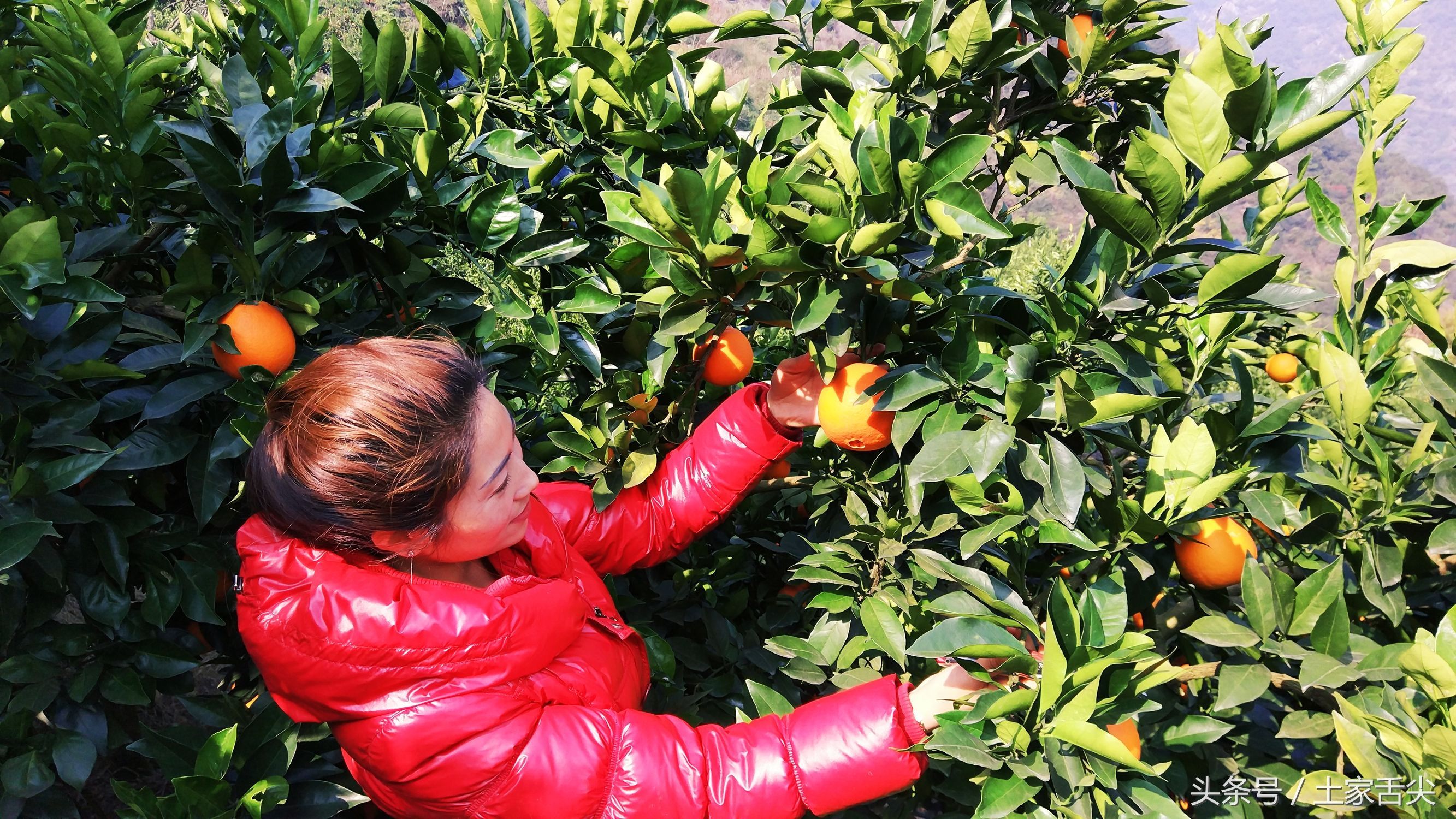 出产于长阳清江椪柑原产地岩松坪的纽荷尔圆红