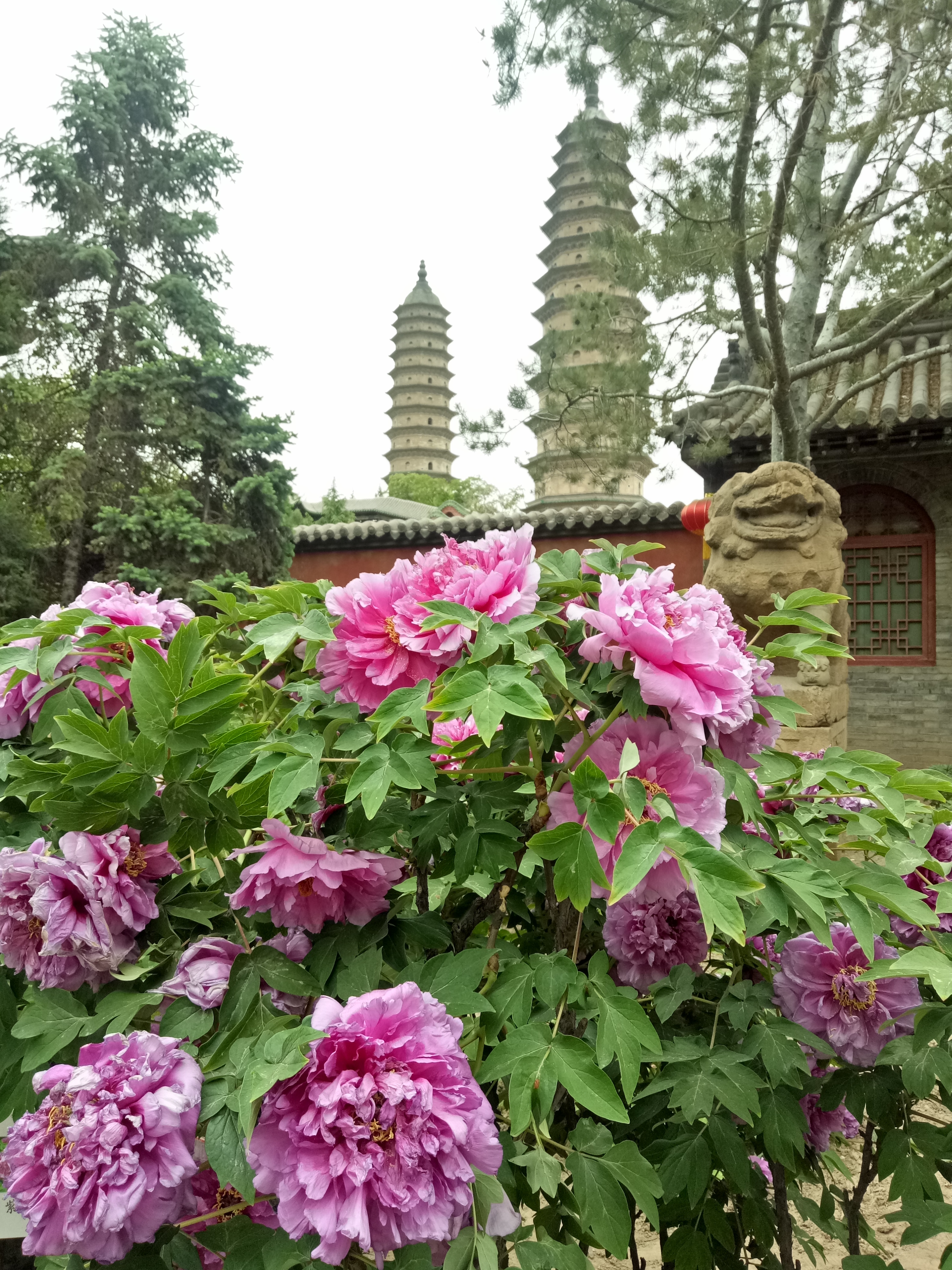 双塔寺,邂逅400年的牡丹