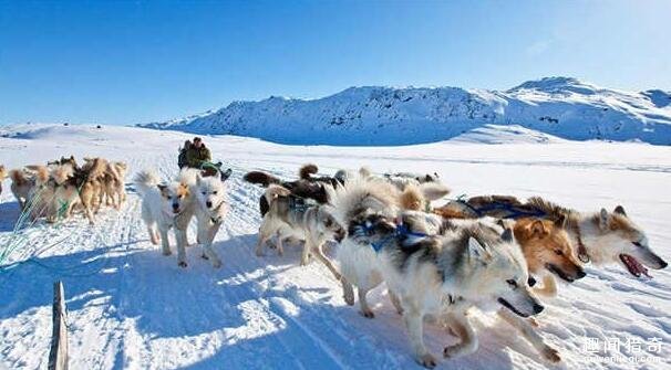 打猎时,利用狗寻找海豹呼吸孔,遇到大型动物如麝牛或北极熊,猎人便