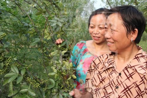 这种作物很赚钱,但很多农村人却不敢种,利润是