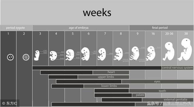 有人通过双顶径和股骨长可以看出胎儿性别,其
