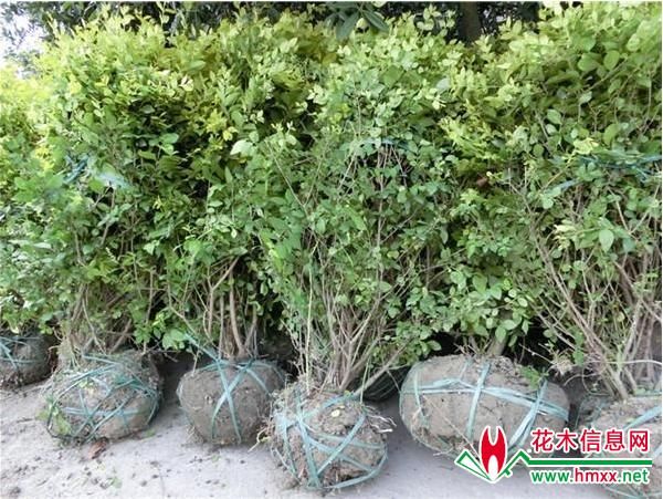 致富经:2018回农村种植创业,做好8种3不种,一