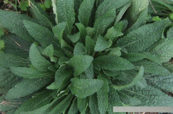 农村常见的蛤蟆草泡水喝有什么功效?