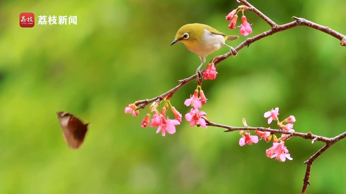 妙趣横生!蝴蝶和绣眼鸟抢食 上演花蜜争夺战 妙趣横生!蝴蝶和绣眼鸟抢食 上演花蜜争夺战