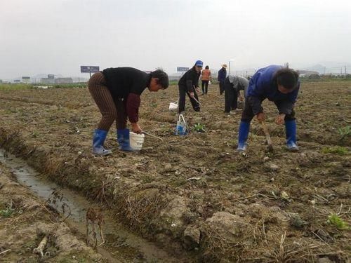 村老话清明过后冷十天,这些神奇的农家谚语,