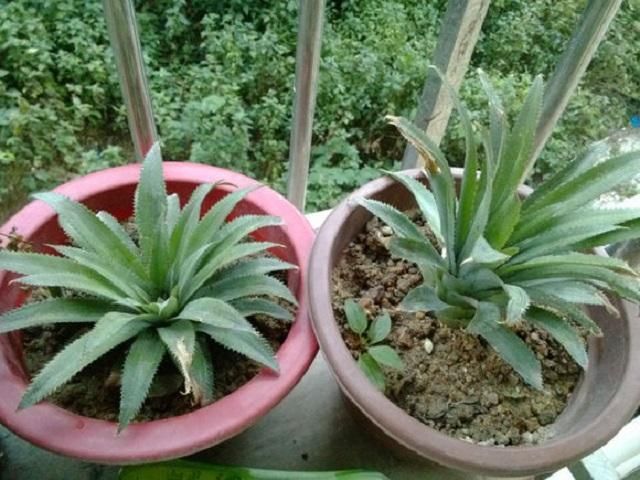 菠萝头以后不要扔了,轻松几步就能种出一个小