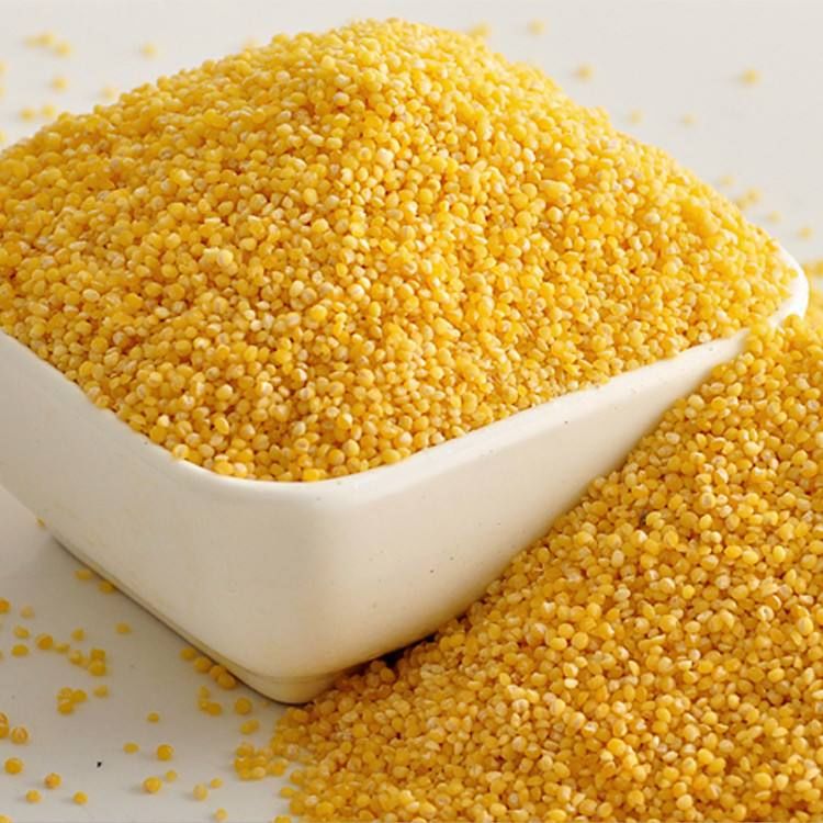 小米粥好喝有营养,很多人却没熬对,白白流失了大量营养